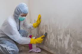 Best Mold Removal for HVAC Installations in Sparta, IL